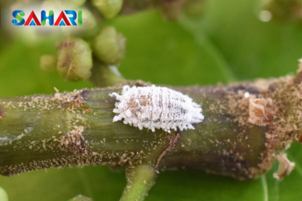  Rệp sáp là gì? Giải mã đặc điểm sinh học