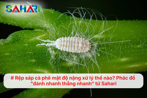 Rệp sáp cà phê mật độ nặng xử lý thế nào? Phác đồ "đánh nhanh thắng nhanh" từ Sahari