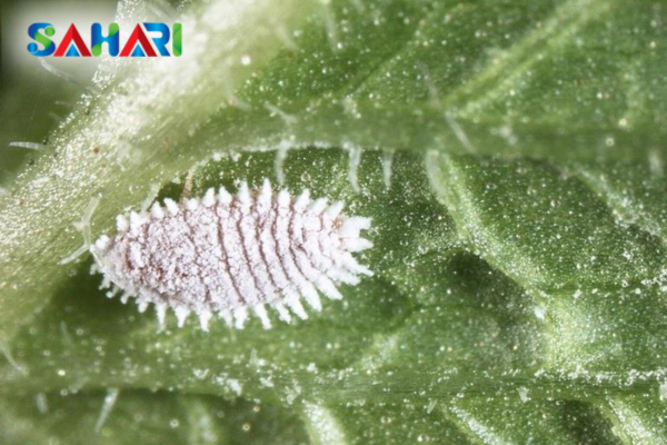 Tại sao giai đoạn Crawlers là "tử huyệt" của vòng đời rệp sáp?