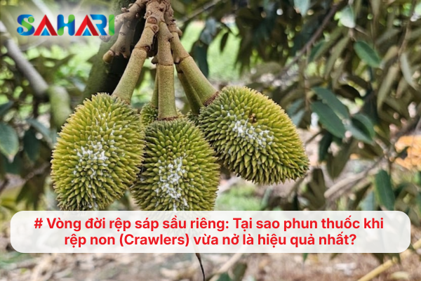 Vòng đời rệp sáp sầu riêng: Tại sao phun thuốc khi rệp non (Crawlers) vừa nở là hiệu quả nhất?