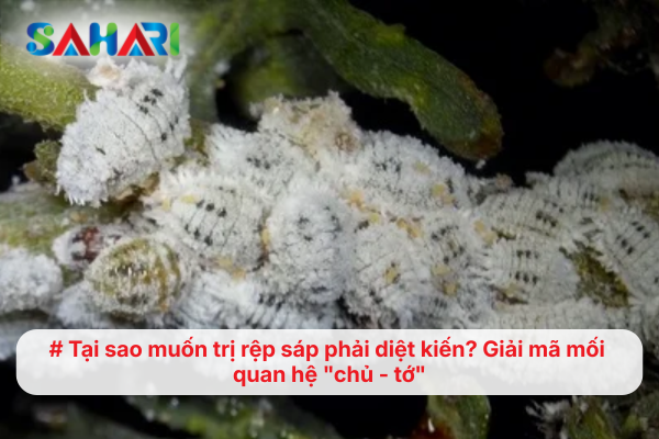 Tại sao muốn trị rệp sáp phải diệt kiến? Giải mã mối quan hệ "chủ - tớ"