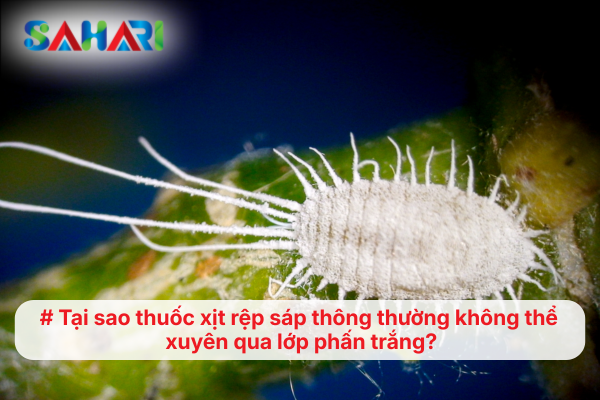 Tại sao thuốc xịt rệp sáp thông thường không thể xuyên qua lớp phấn trắng?