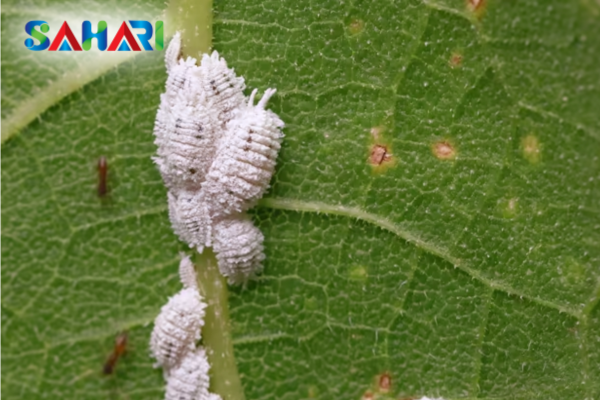 Các bước phục hồi cây sau rệp sáp chuyên sâu