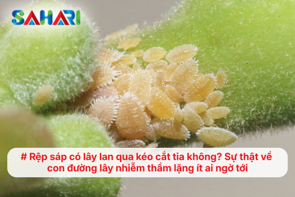 Rệp sáp có lây lan qua kéo cắt tỉa không? Sự thật về con đường lây nhiễm thầm lặng ít ai ngờ tới