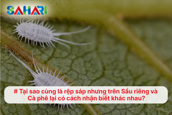 Tại sao cùng là rệp sáp nhưng trên Sầu riêng và Cà phê lại có cách nhận biết khác nhau?