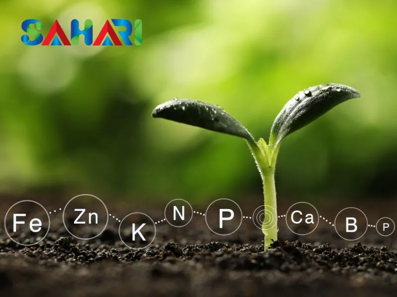 Phân bón lá giúp bổ sung dinh dưỡng cho cây